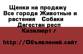 Щенки на продажу - Все города Животные и растения » Собаки   . Дагестан респ.,Кизилюрт г.